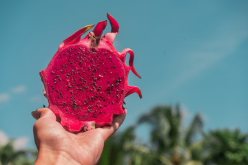 Dragon fruit in woman hand, blue sky and palms background