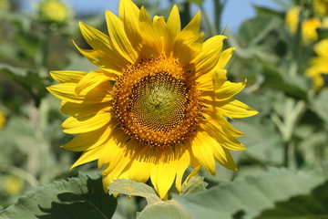 Yellow sunflower in field