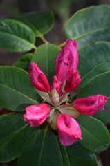 Close up of  rhododendron bud with lots of  flowers and large green leaves.