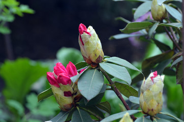 Close up of  rhododendron bud with lots of  flowers and large green leaves.