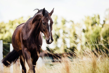 braunes edles glänzendes Pferd schreitet im Schritt auf der Weide im Sommer, hübscher Wallach glänzt in der sonne, edles Warmblut mit wunderschöner Blesse