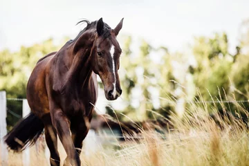 Fototapete Pferde braunes edles glänzendes Pferd schreitet im Schritt auf der Weide im Sommer 