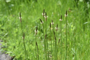 Ribwort plantain (Plantago lanceolata)