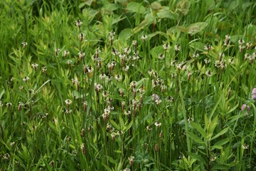 Ribwort plantain (Plantago lanceolata)