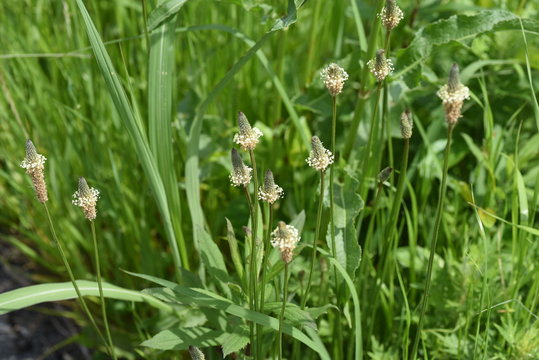 Ribwort plantain (Plantago lanceolata)