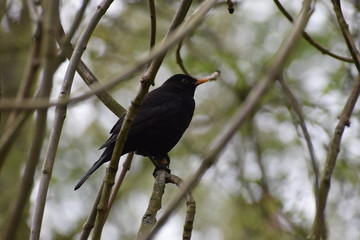 blackbird on a branch