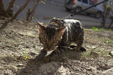 cat in garden