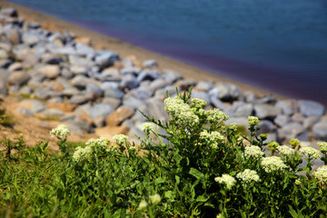 White flowering Cow Parsley and lake