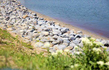 White flowering Cow Parsley and lake