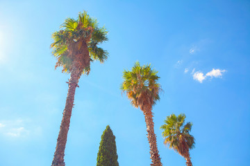 Palm trees against the blue sky