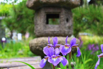本覚寺のアヤメの花