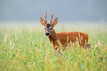 Roe deer, capreolus capreolus, buck walking in tall grass in summer. Male deer animal in nature.