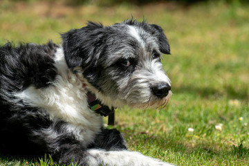 Portrait eines schwarz weissen Hund im Garten mit Grasfl&auml;che im Hintergrund