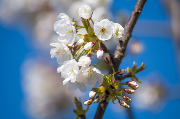 Flowering cherries in the spring. Flowers of cherry against the background of blue spring sky. White flowers blooming on branch.