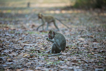 Little monkey eating food on the floor