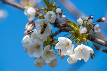 Bee collects nectar from flowering cherries in the spring. Flowers of cherry against the background of blue spring sky. White flowers blooming on branch.