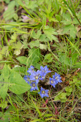 初春に咲く紫の花