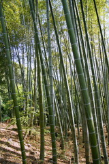 Fototapeta premium 竹林