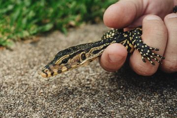 Asian Baby water monitor lizard in hand