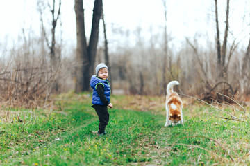 small boy play with red Siberian Husky in grass field. Kid with dog in the spring forest