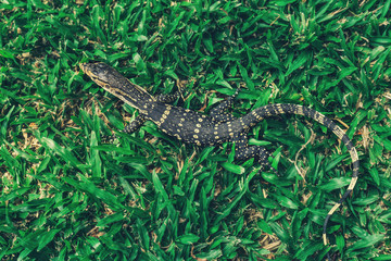 Asian Baby water monitor lizard in park