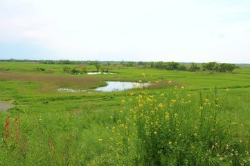 風景　春　渡良瀬　池　湖　緑　菜の花　杤木