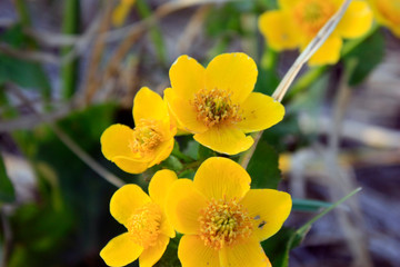 Spring background with yellow flowering plants of gold color in early spring. Beautiful yellow flowers. The splendor of marsh flowers. Marsh flowers close up. Swamp landscape.
