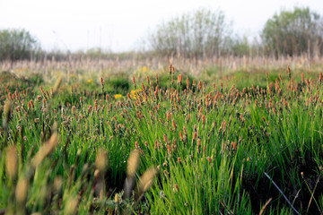 Spring background with yellow flowering plants of gold color in early spring. Beautiful yellow flowers. The splendor of marsh flowers. Marsh flowers close up. Swamp landscape.
