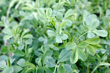 Fototapeta na wymiar Green fresh clover growing in early spring. Can be used as a background or texture, close-up