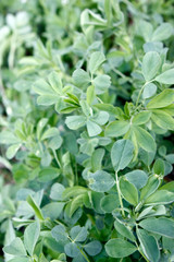 Green fresh clover growing in early spring. Can be used as a background or texture, close-up