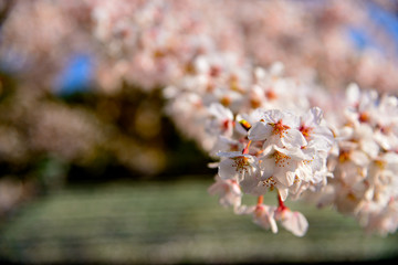 【神奈川県】横須賀市　諏訪大神社の桜
