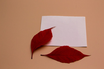 Autumn leaves and blank paper on pink background
