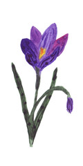 Purple Crocus - one of the first spring flowers, painted with watercolors using stylization technique