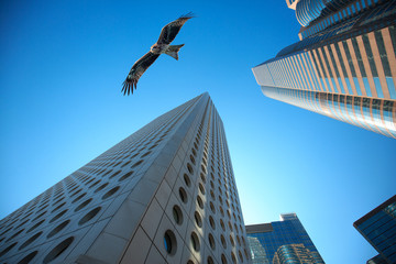Plakat Concept image of a huge hawk flying on top of modern buildings