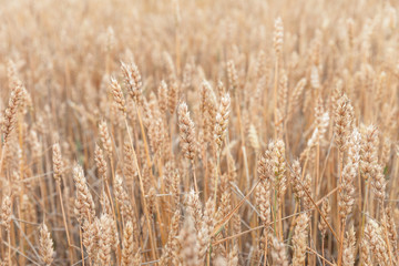 Wheat field ears