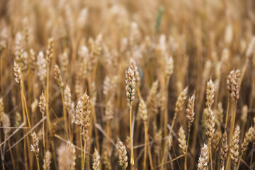 Fototapeta premium Wheat field ears