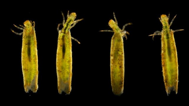 Trichoptera larvae under the microscope, the movement of the caddis larvae in a protective tubular house or cap, later the larva will turn into a moth