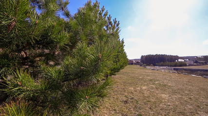 Obraz premium Close-up young tree with beautiful needles and cones. House, forest, sky. The area on the right is suitable for text.