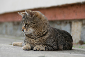 Homeless gray striped kitten lying on the concrete