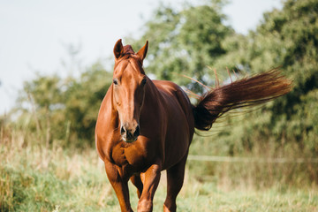 Warmblut Pfer © Ines Hasenau