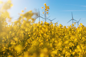 Blühendes Rapsfeld mit Windenergie im Hintergrund