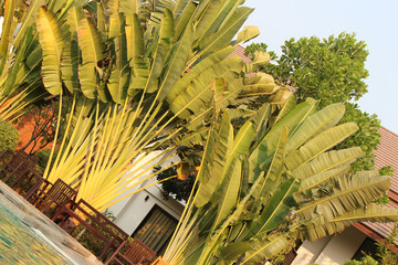 palm trees in Sukhothai (Thailand)