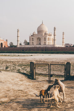 spielende Hunde vor dem Uferbett des Taj Mahal in Indien