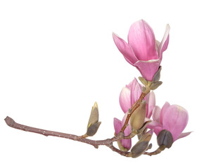 Single Magnolia flower