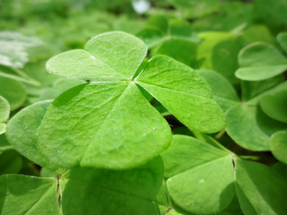 Dreiteiliges Glückskleeblatt