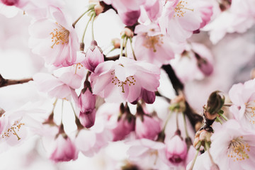 Nahaufnahme einer Kirschblüte im Frühling