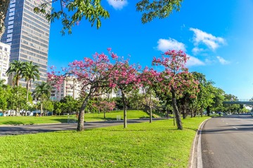 Nature in the Flamengo Aterro - Rio de Janeiro, Brazil