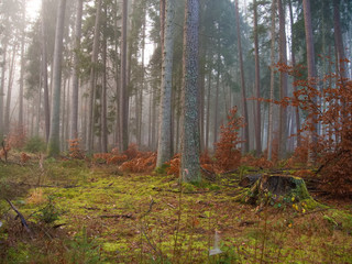 Herbst im Wald 