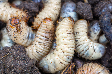 the larva of the may beetle closeup