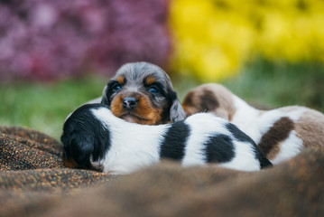 Amerikanische Zwergdackel